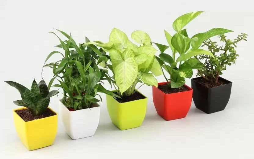 air-purifying-indoor-plants-gift-set